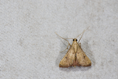 Endotricha nicobaralis