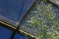 Eristalis tenax