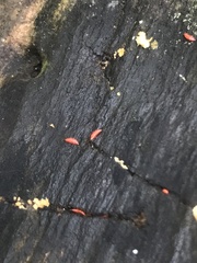Hoplandrothrips