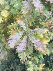 Quercus pubescens pubescens