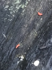 Hoplandrothrips