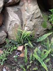 Blechnum australe