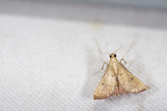 Endotricha nicobaralis