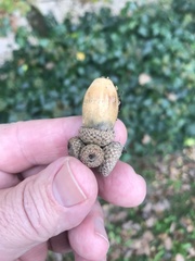 Quercus pubescens pubescens