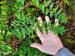 Green cliffbrake (Pellaea viridis)