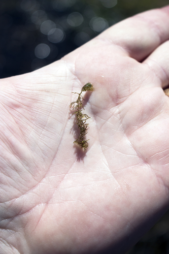 lesser bladderwort (Utricularia minor)