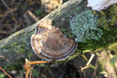Daedaleopsis