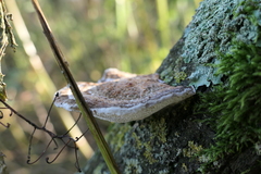 Daedaleopsis