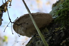 Daedaleopsis