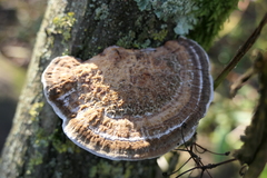 Daedaleopsis