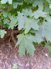 Acer platanoides