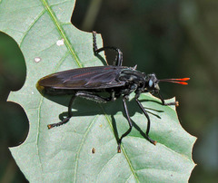 Protomydas rubidapex