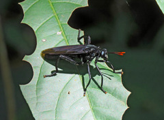 Protomydas rubidapex