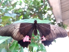 Heraclides anchisiades