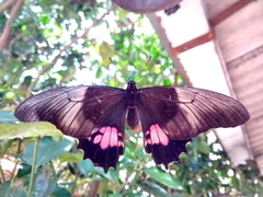 Heraclides anchisiades