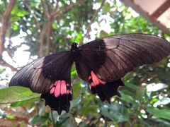 Heraclides anchisiades