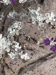 Leucophyllum candidum