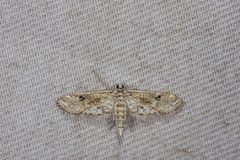 Parapoynx crisonalis