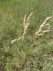 Polypogon chilensis