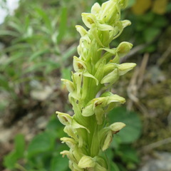 Platanthera convallariifolia