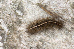 Creatonotos transiens vacillans