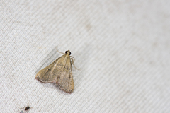 Endotricha nicobaralis