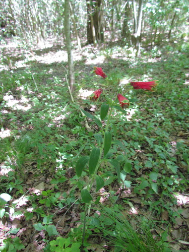Lily of the Incas (Alstroemeria psittacina)