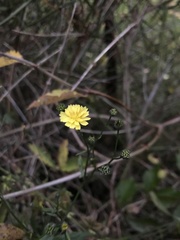 Lapsana communis