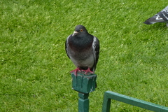 Columba livia