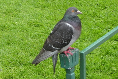 Columba livia