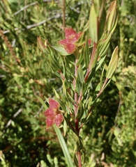 Penaea cneorum gigantea