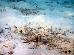 Arothron immaculatus