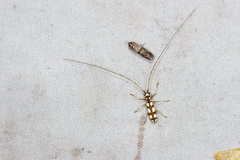 Olenecamptus formosanus