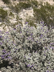Leucophyllum candidum