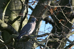 Columba palumbus