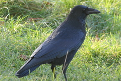 Corvus corone