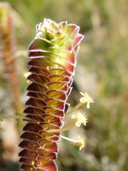 Struthiola argentea