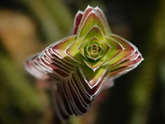 Struthiola argentea