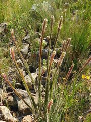 Struthiola argentea