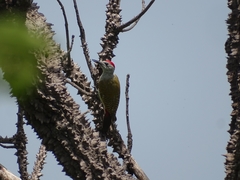 Chloropicus goertae