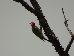 Chloropicus goertae