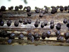 Lamproderma splendens