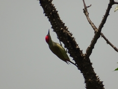 Chloropicus goertae