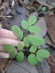 Chaerophyllum aromaticum