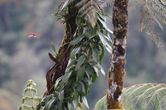 Caucaea