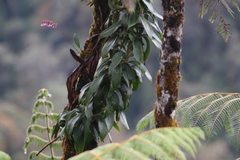 Caucaea