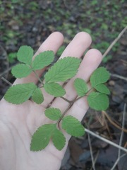 Chaerophyllum aromaticum