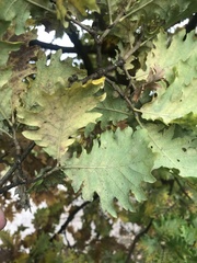 Quercus pubescens pubescens