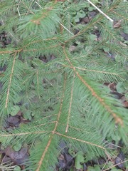Picea abies