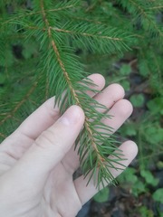 Picea abies